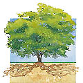 Deep root has a strength in number